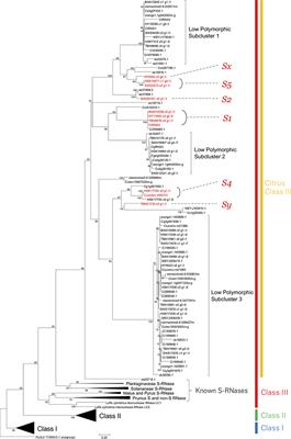 Association of T2/S-RNase With Self-Incompatibility of Japanese Citrus Accessions Examined by Transcriptomic, Phylogenetic, and Genetic Approaches